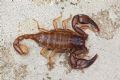 Euscorpius aquilejensis